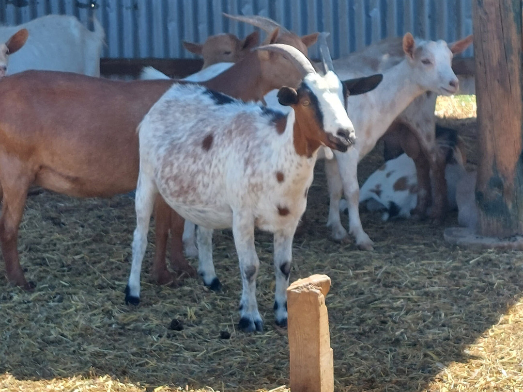 Ippikos Omilos Kalamatas-卡拉马塔必去景点