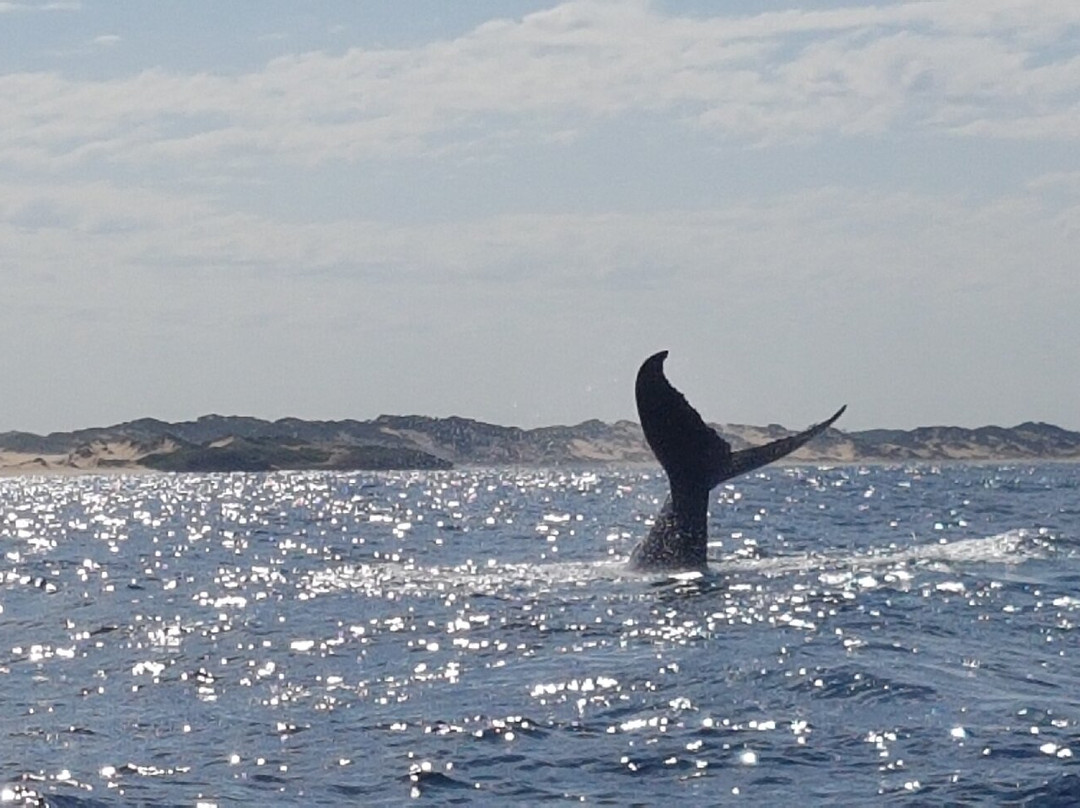 Tofo Scuba-托佛必去景点
