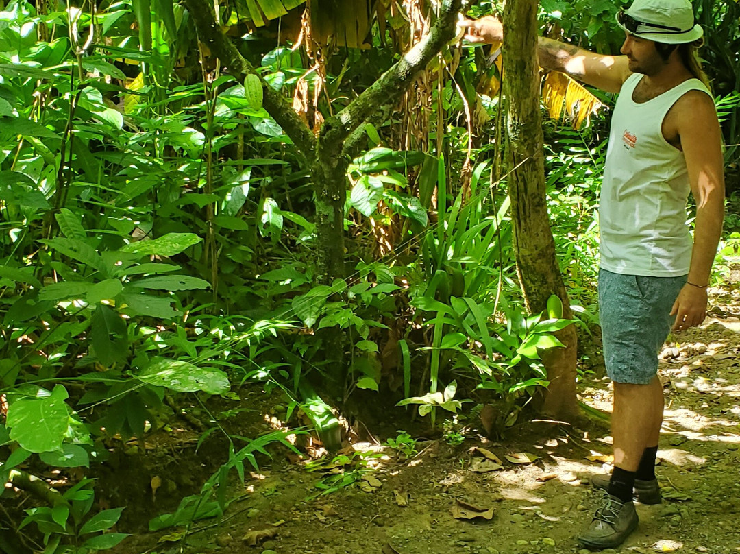 Cahuita Experience Surf School景点图片