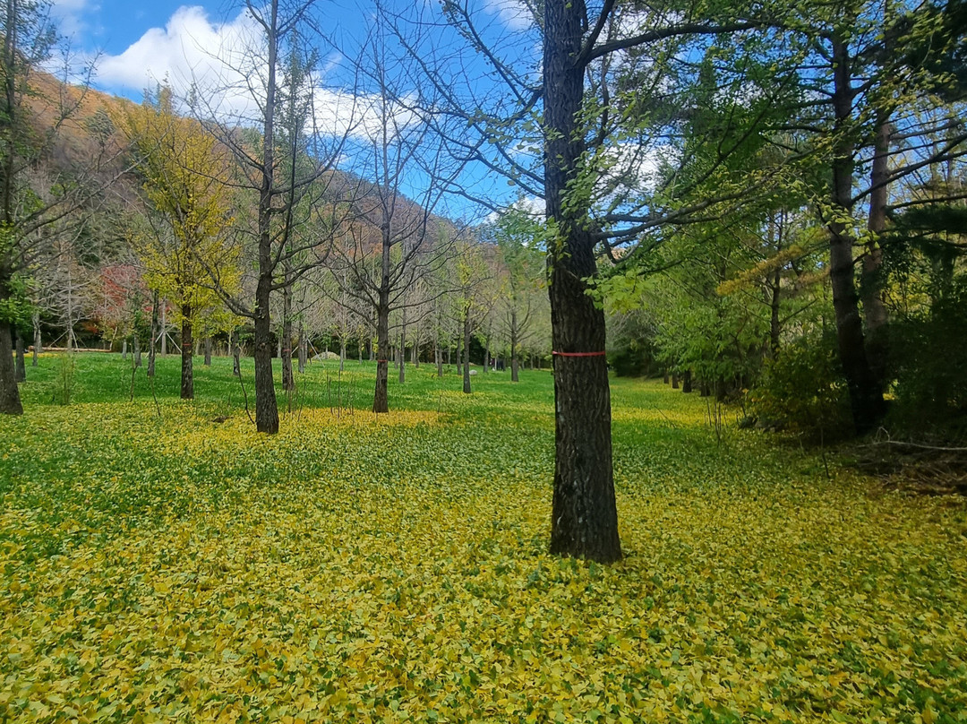 Hongcheon Ginkgo Forest-洪川郡必去景点