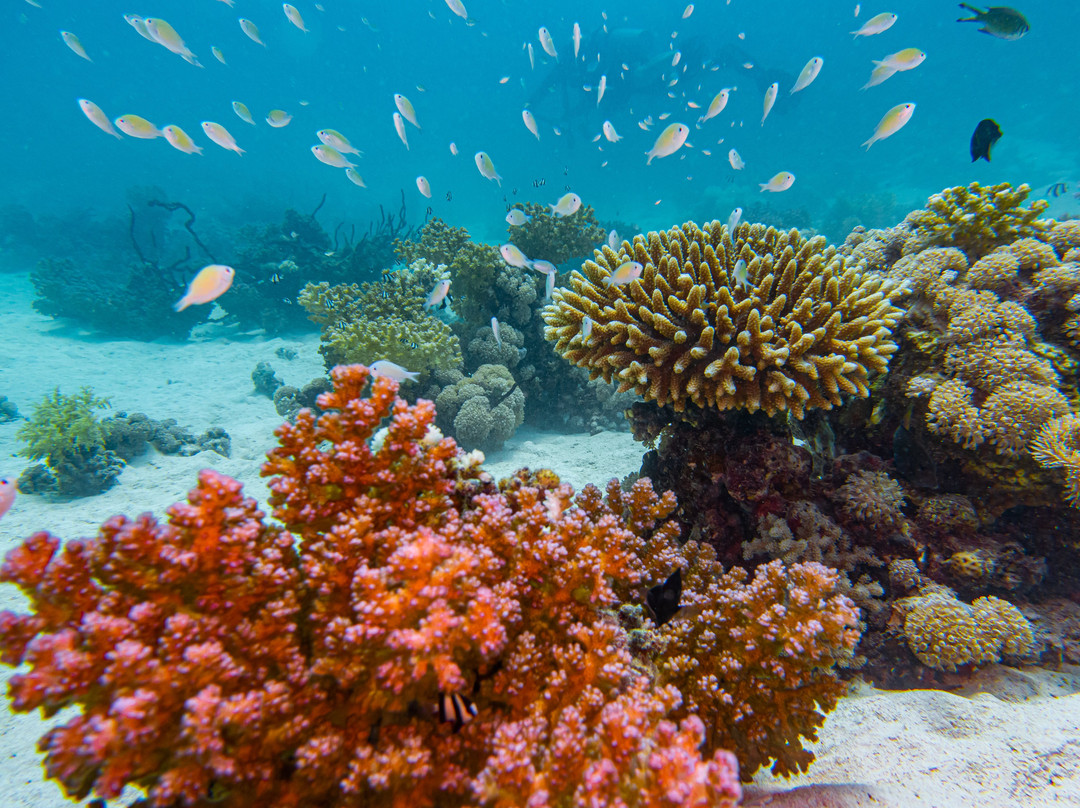 Fins & Flash-吉达必去景点