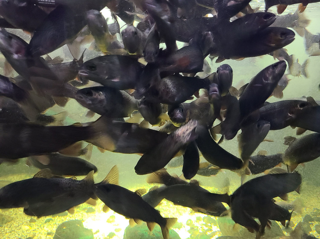 Danuri Aquarium-丹阳郡必去景点