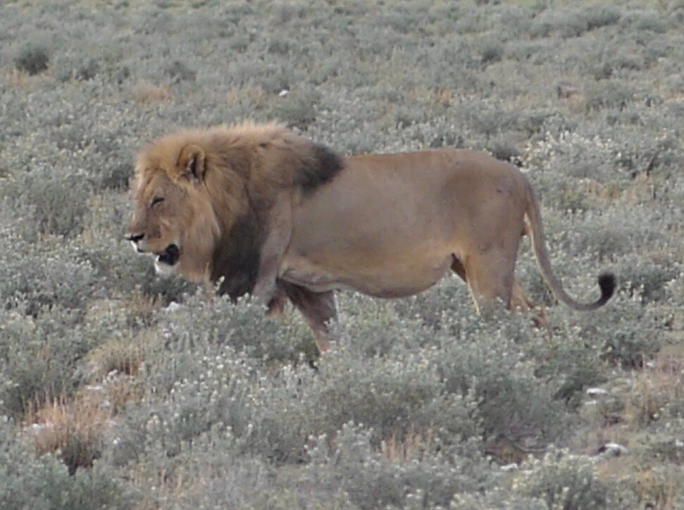 Safari In Etosha national park with yavola tours, Namibia-Okaukuejo必去景点