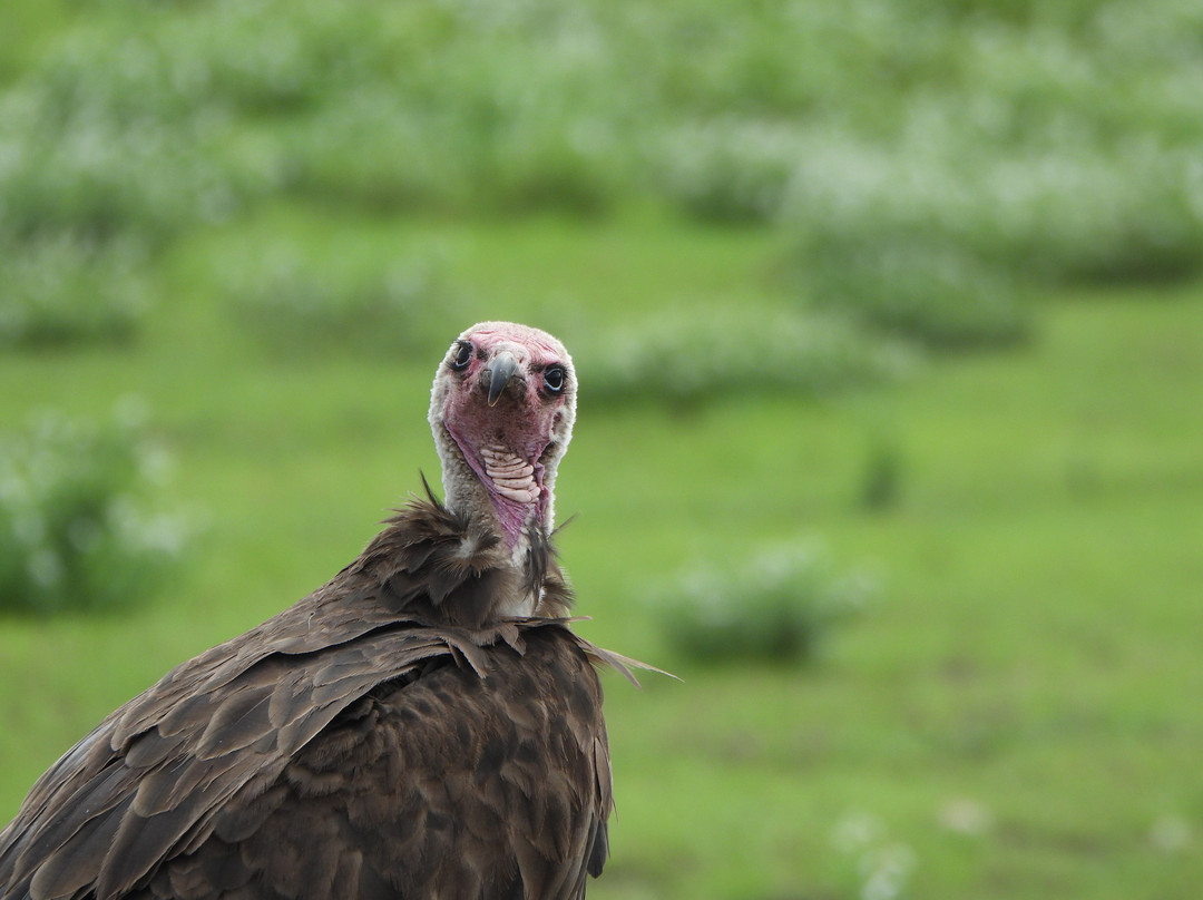 Liz B birding Safari-Iringa必去景点