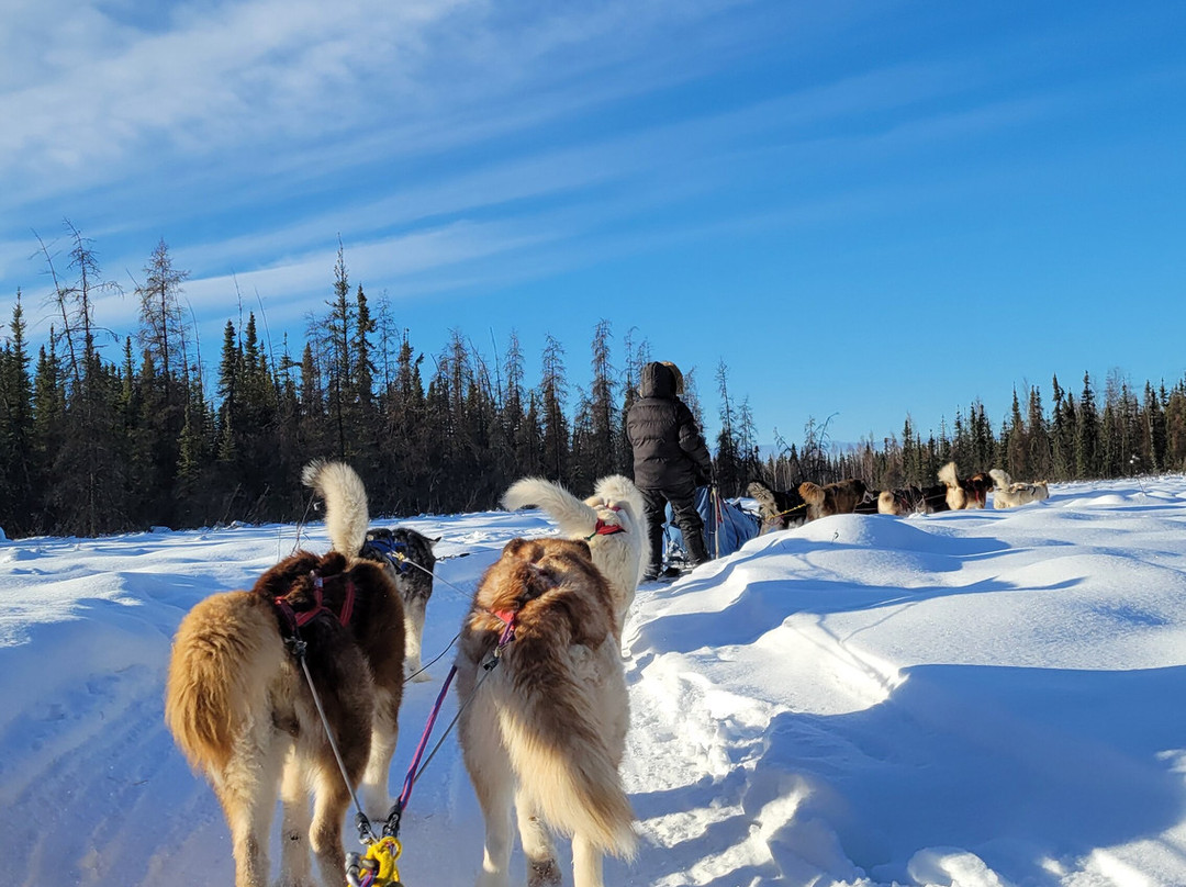 Firewalker Alaskan Malamute-北极必去景点