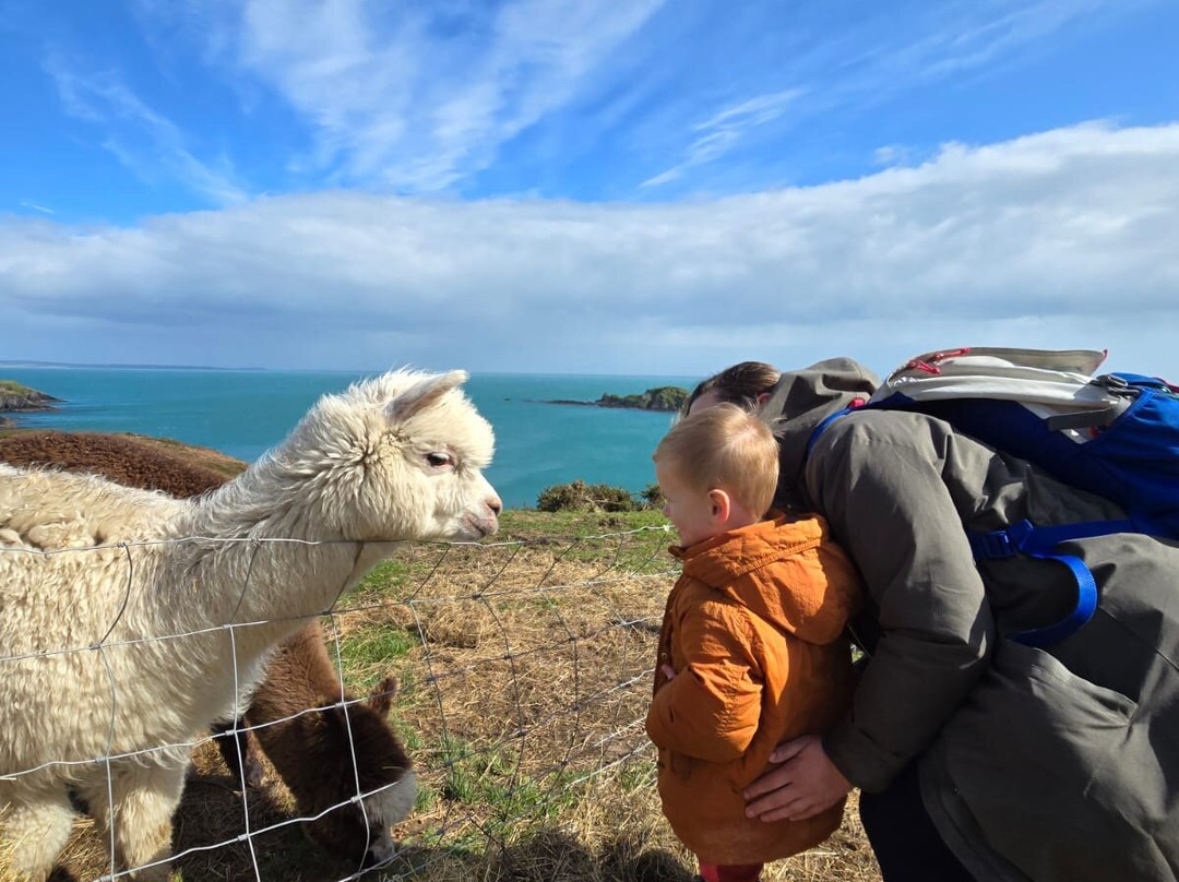 Seaside Alpacas West Cork景点图片