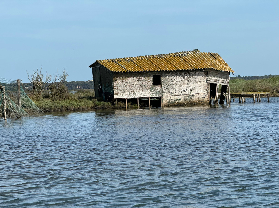 Birdwatching Marina Romea景点图片
