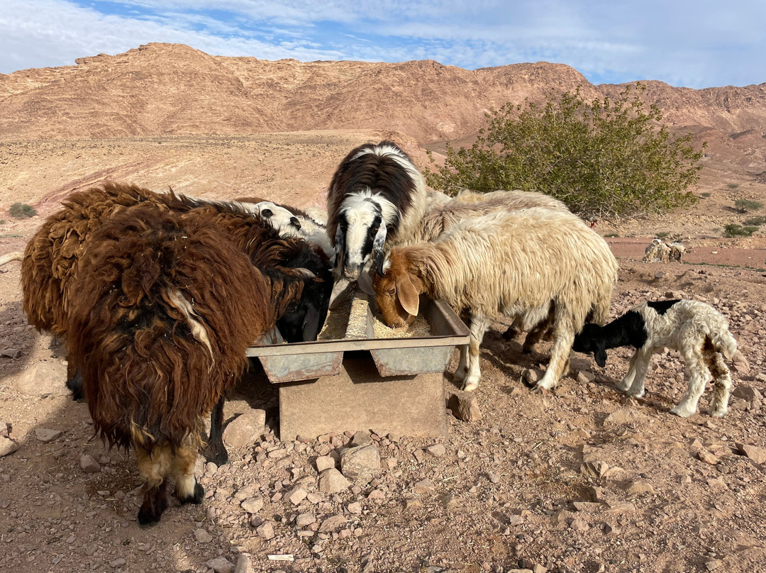 Bedouin Journeys Adventure景点图片