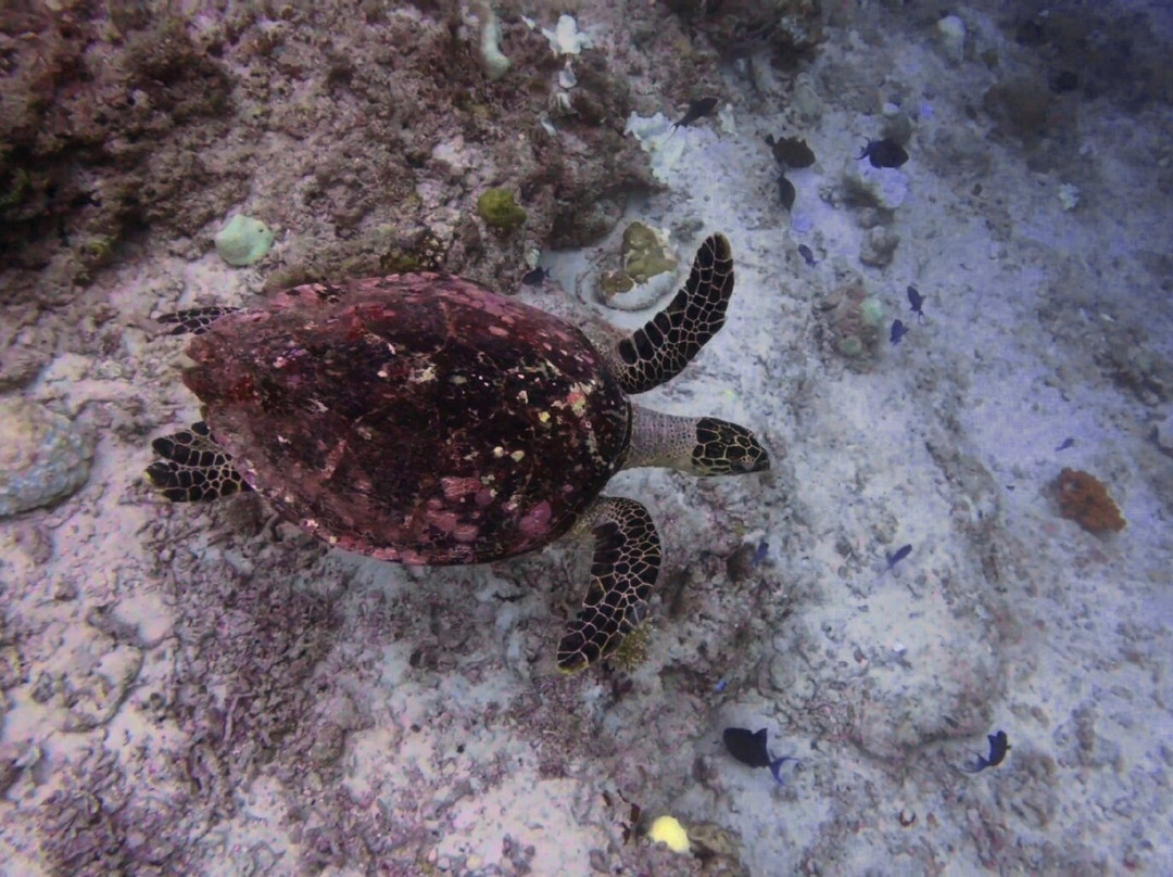 Sun Siyam Diving-伊露岛必去景点