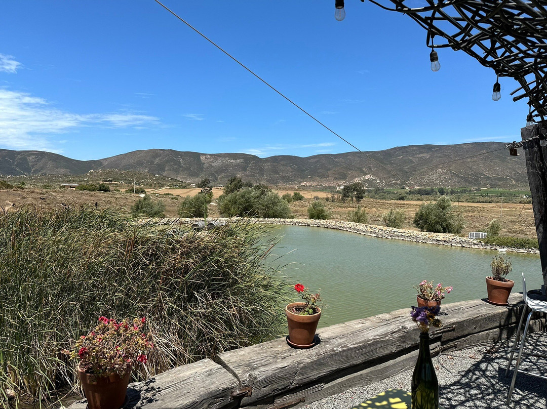 Vena Cava-Valle de Guadalupe必去景点