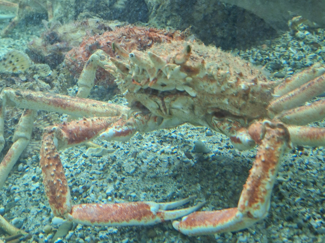 Acquario dell'Elba景点图片