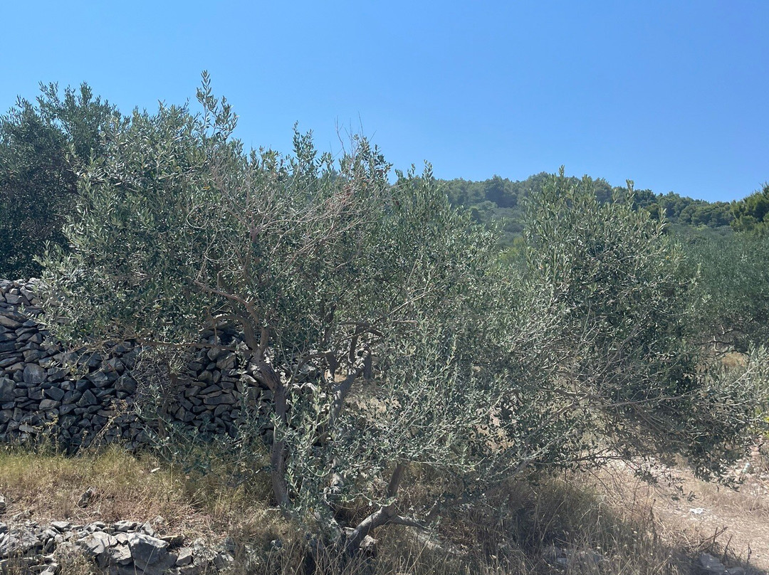 Ciovo, Croatia景点图片