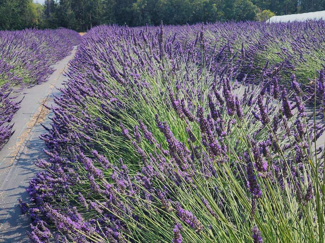 Gnomelicious Lavender景点图片