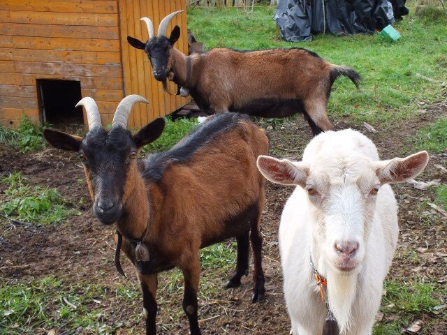 Chambres D'Hôtes Du Domaine De La Loge主图