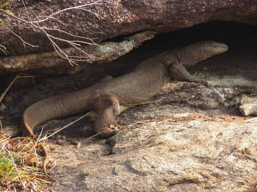 Yala Safari Team-蒂瑟默哈拉默必去景点