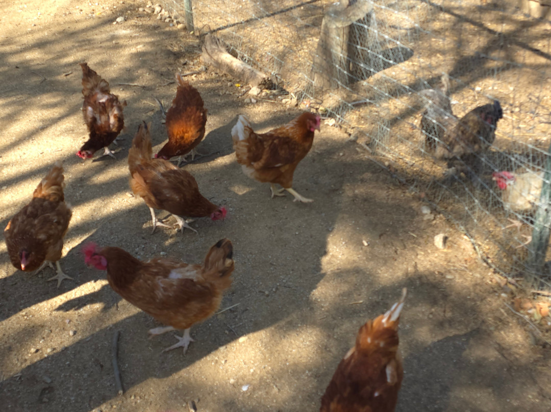 La Ferme Saint Roch景点图片