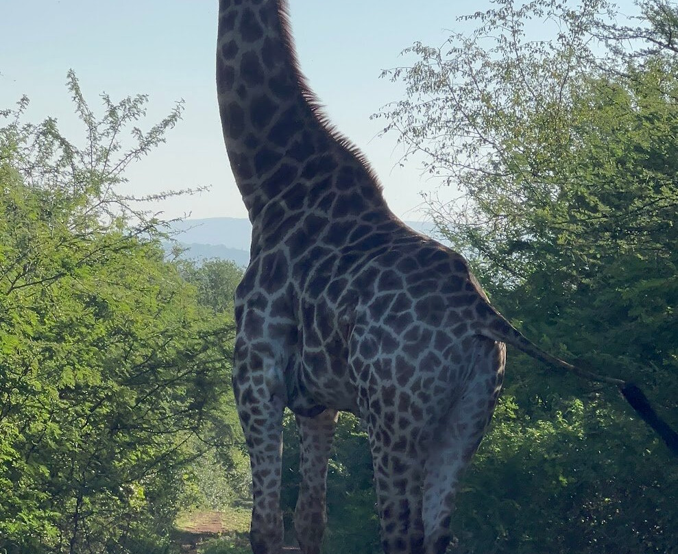 Mkhaya Safaris-曼耶雷蒂必去景点