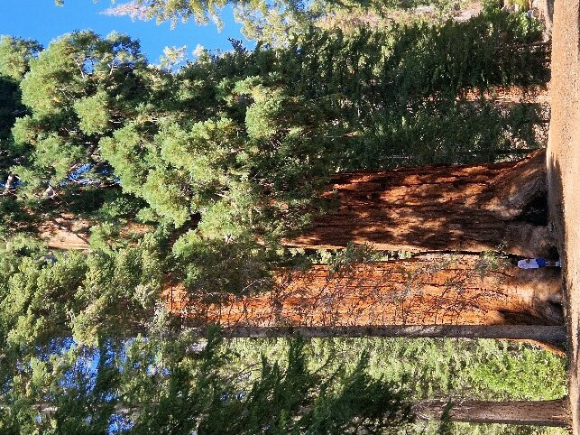 Trail of 100 Giants-波特维尔必去景点