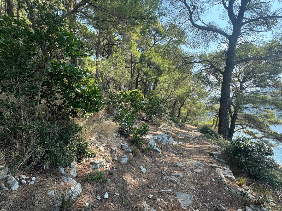 Otok Osjak景点图片