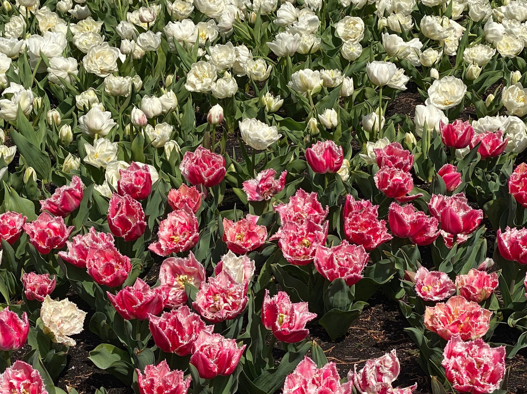 The Corbett Gardens-鲍勒尔必去景点