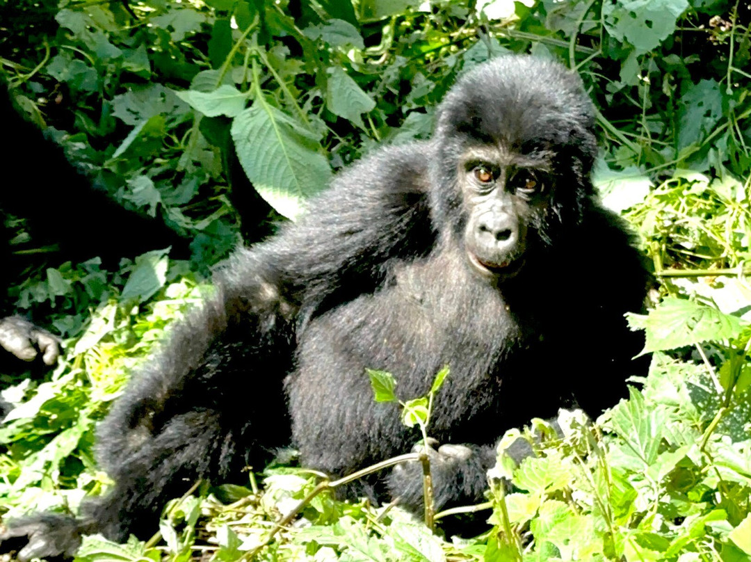 Unzip Africa-坎帕拉必去景点