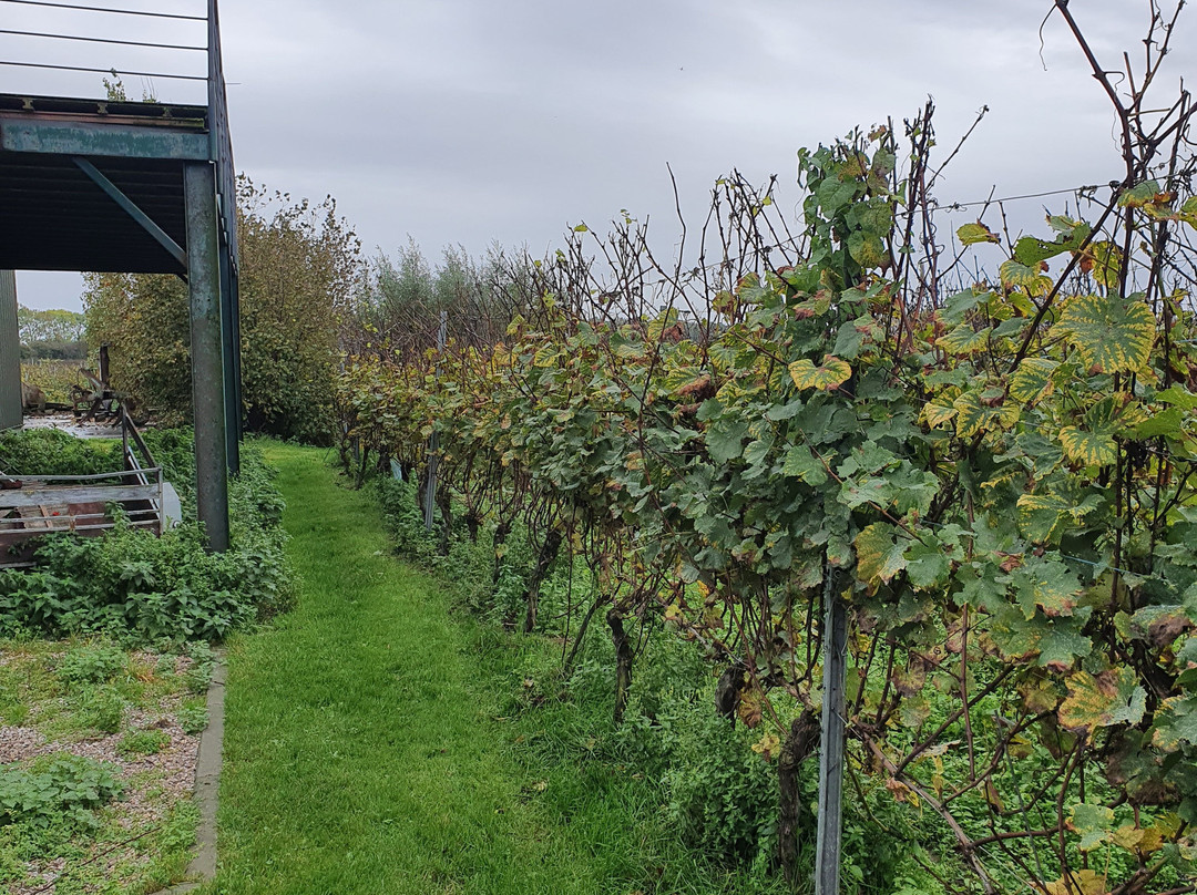Zilver Cruys Winery景点图片