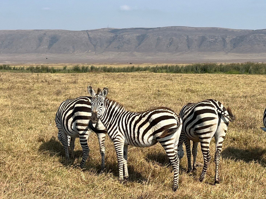 Wild Kings Africa-莫西必去景点