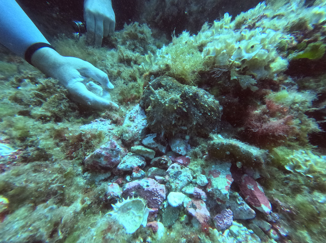 Orcasub Ibiza Diving Center景点图片