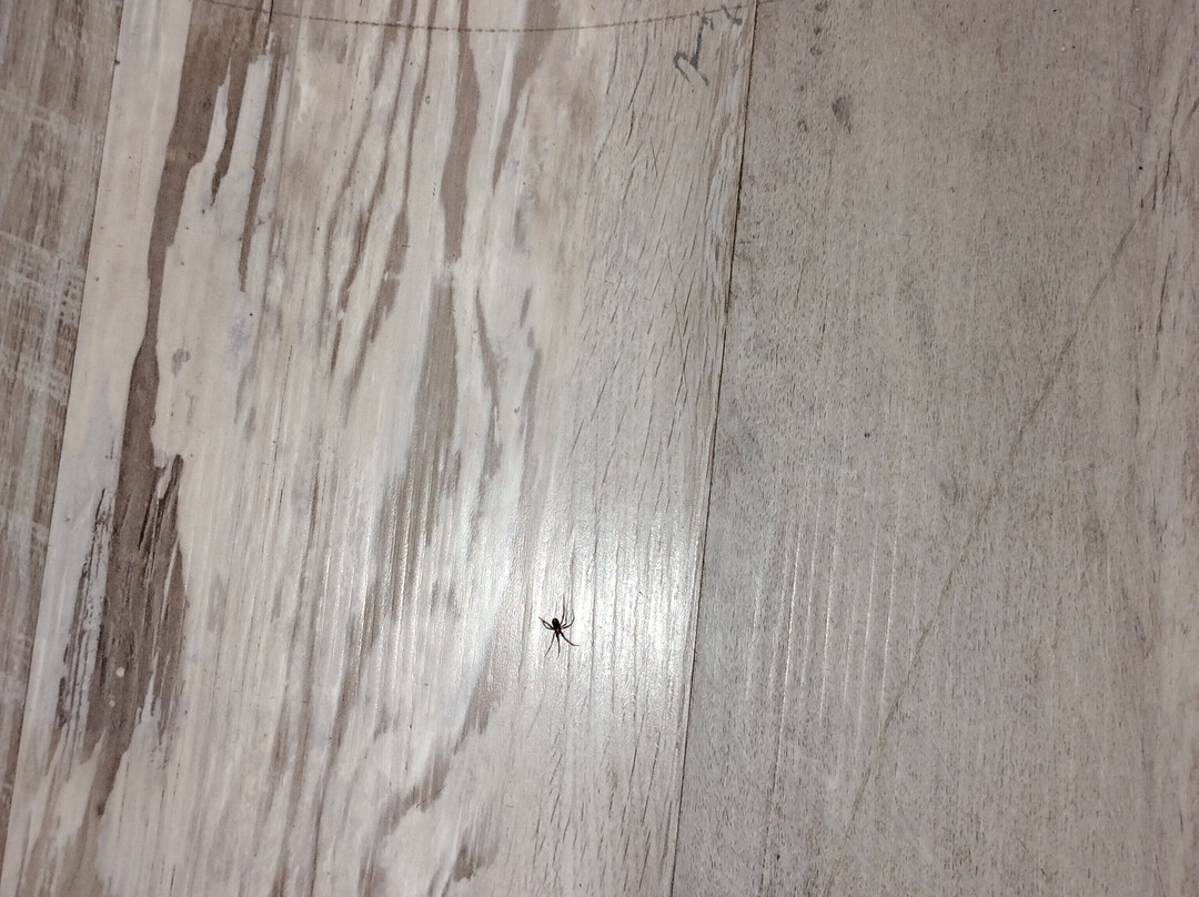 Rodeway Inn Port Richey North主图