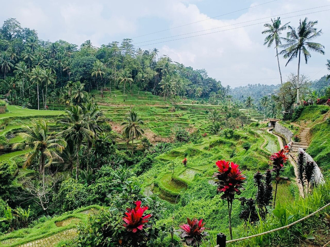 Kind Bali Driver