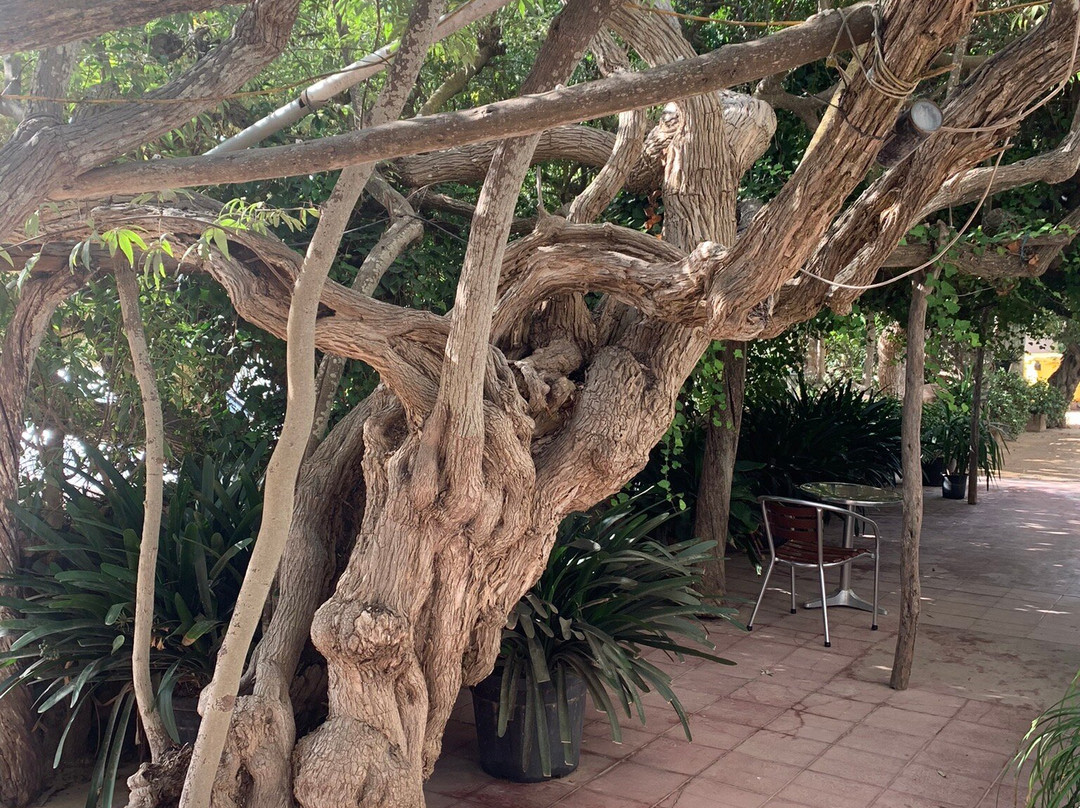 The Ibiza Express景点图片