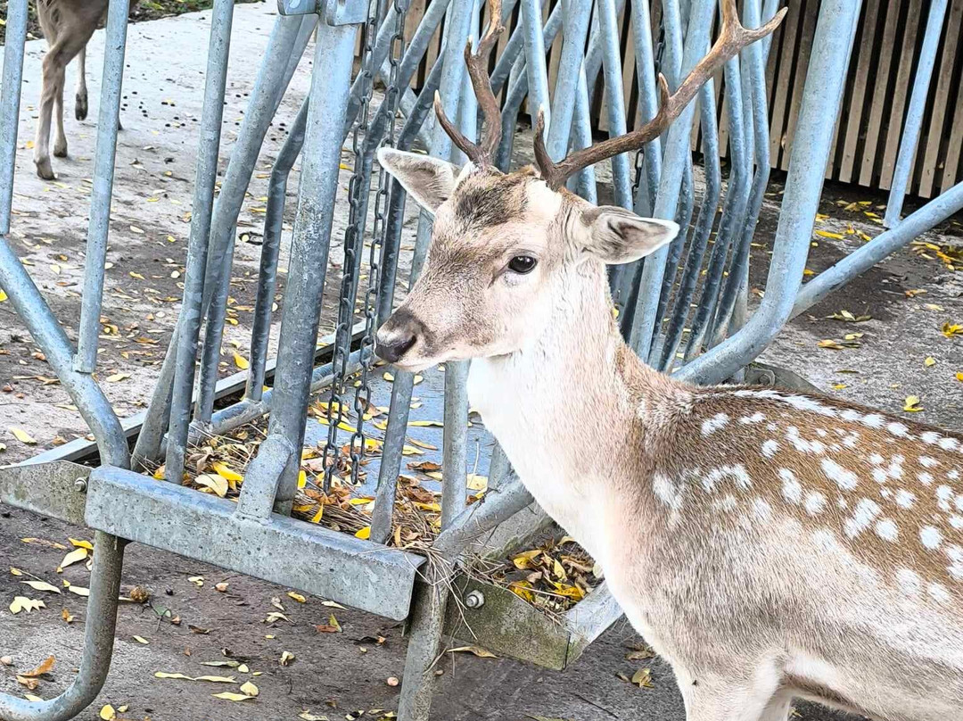 Parc Animalier de la Grande-Jeanne-安纳西必去景点