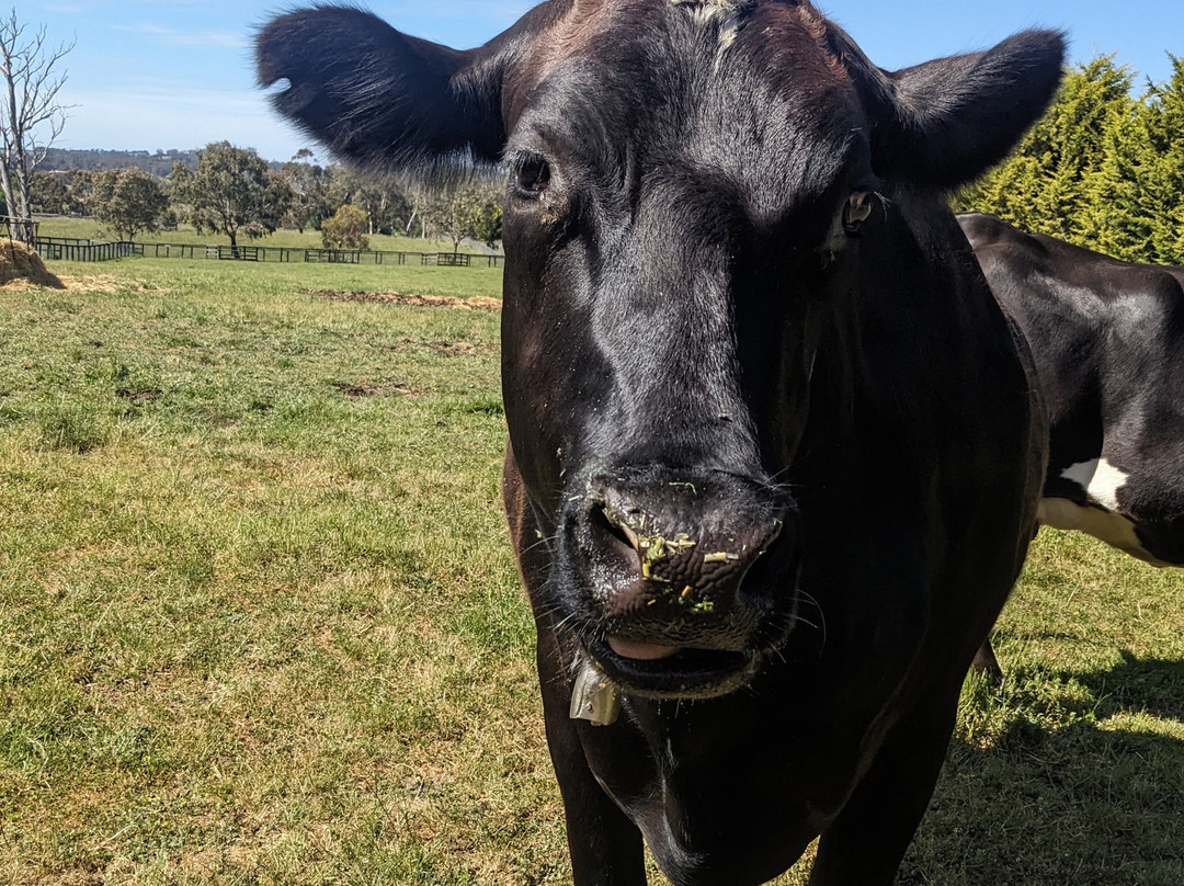 Edgar's Mission-Lancefield必去景点