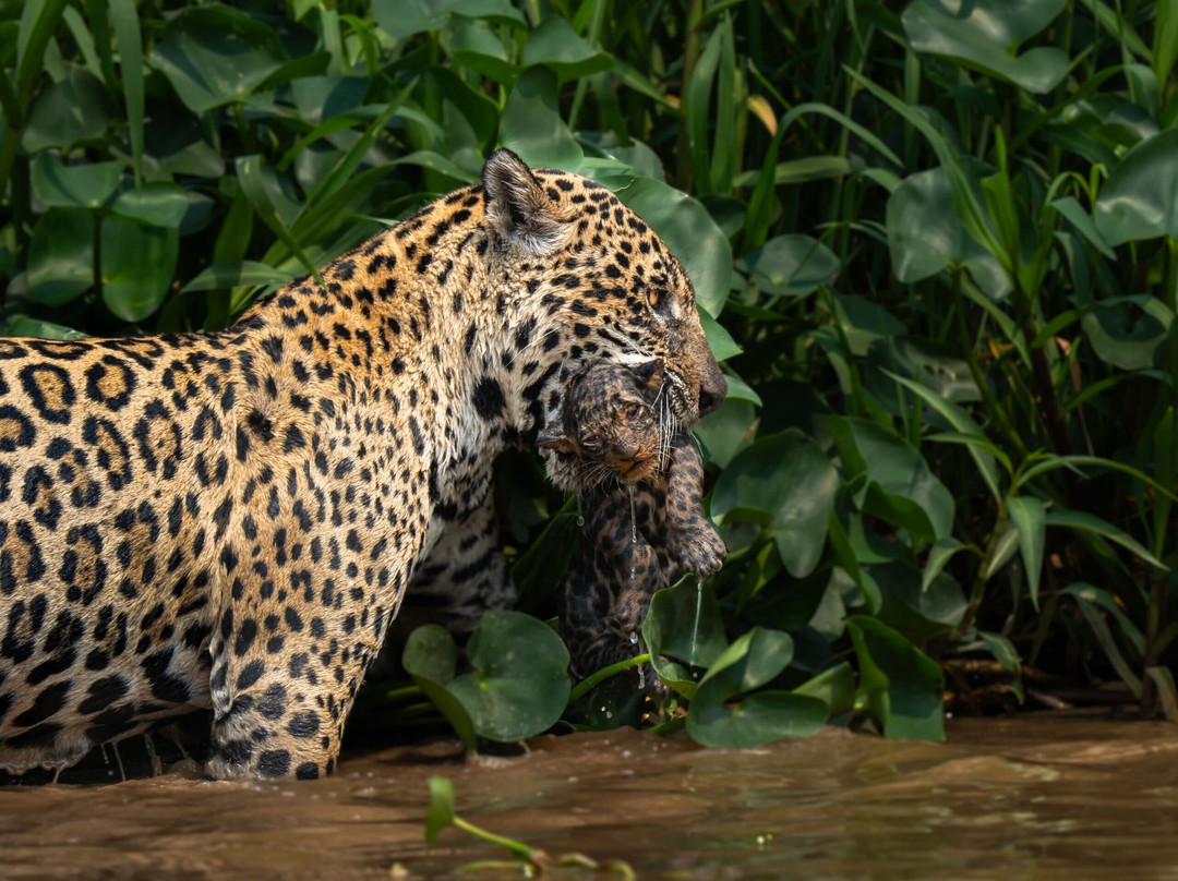 Pantanal Jaguar Safaris景点图片