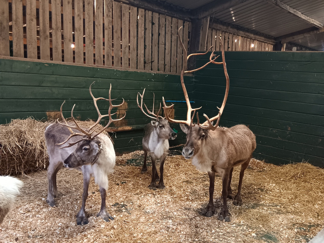 Somerset Reindeer Ranch