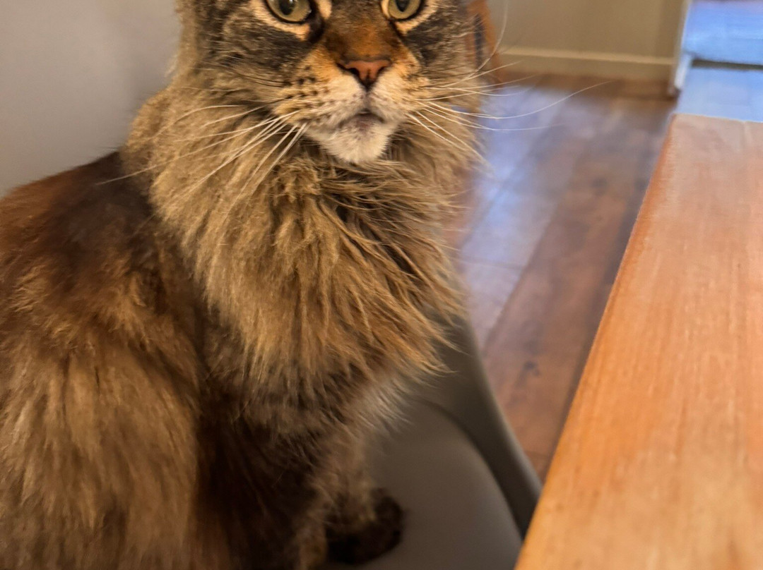 The Countryman Hotel St Ives主图