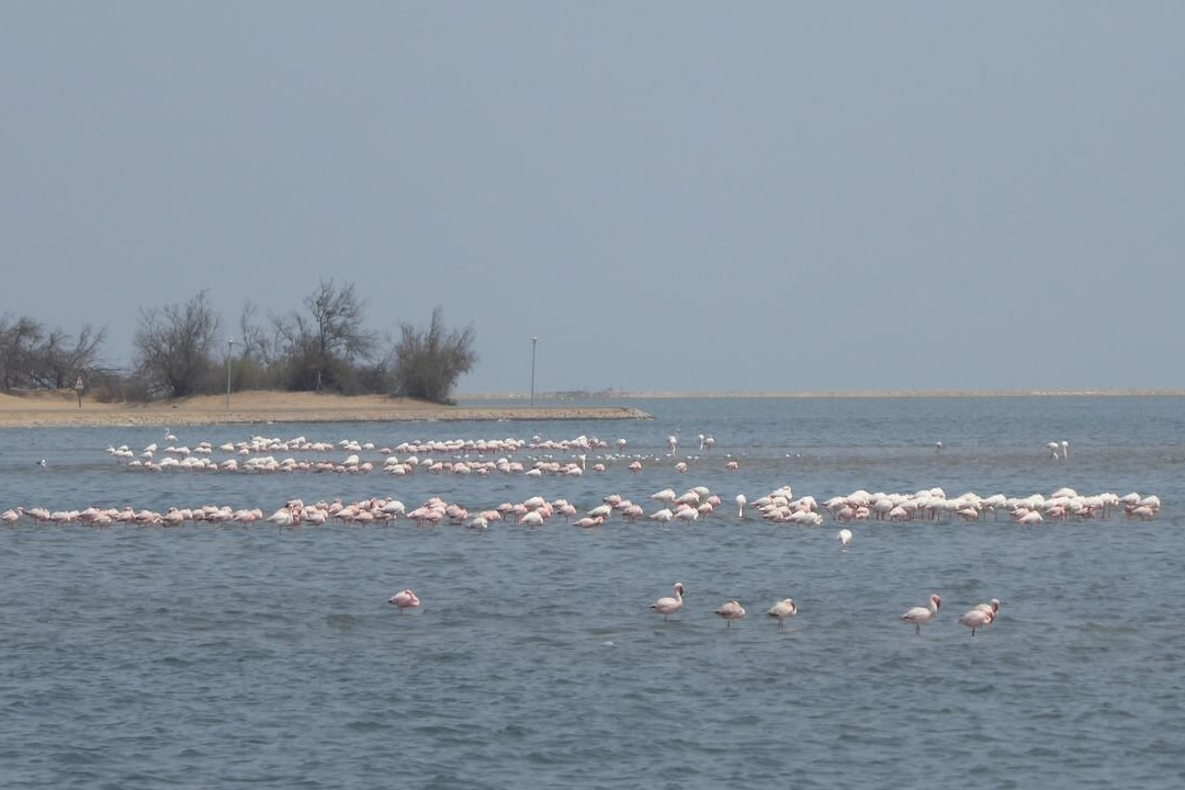 Flamingo lagoon-华维斯湾必去景点