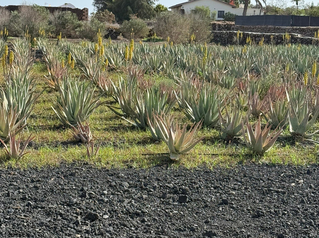 Finca Canarias Aloe Vera景点图片