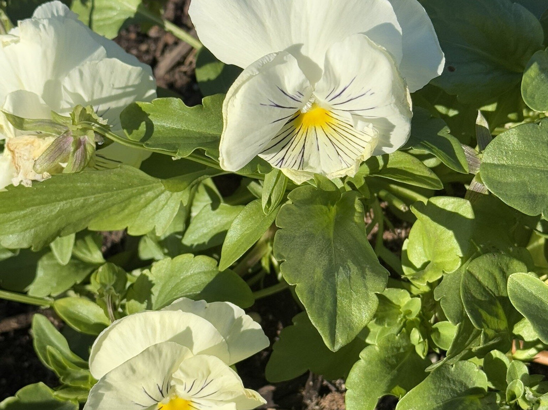 National Memorial for Peace and Justice-蒙哥马利必去景点