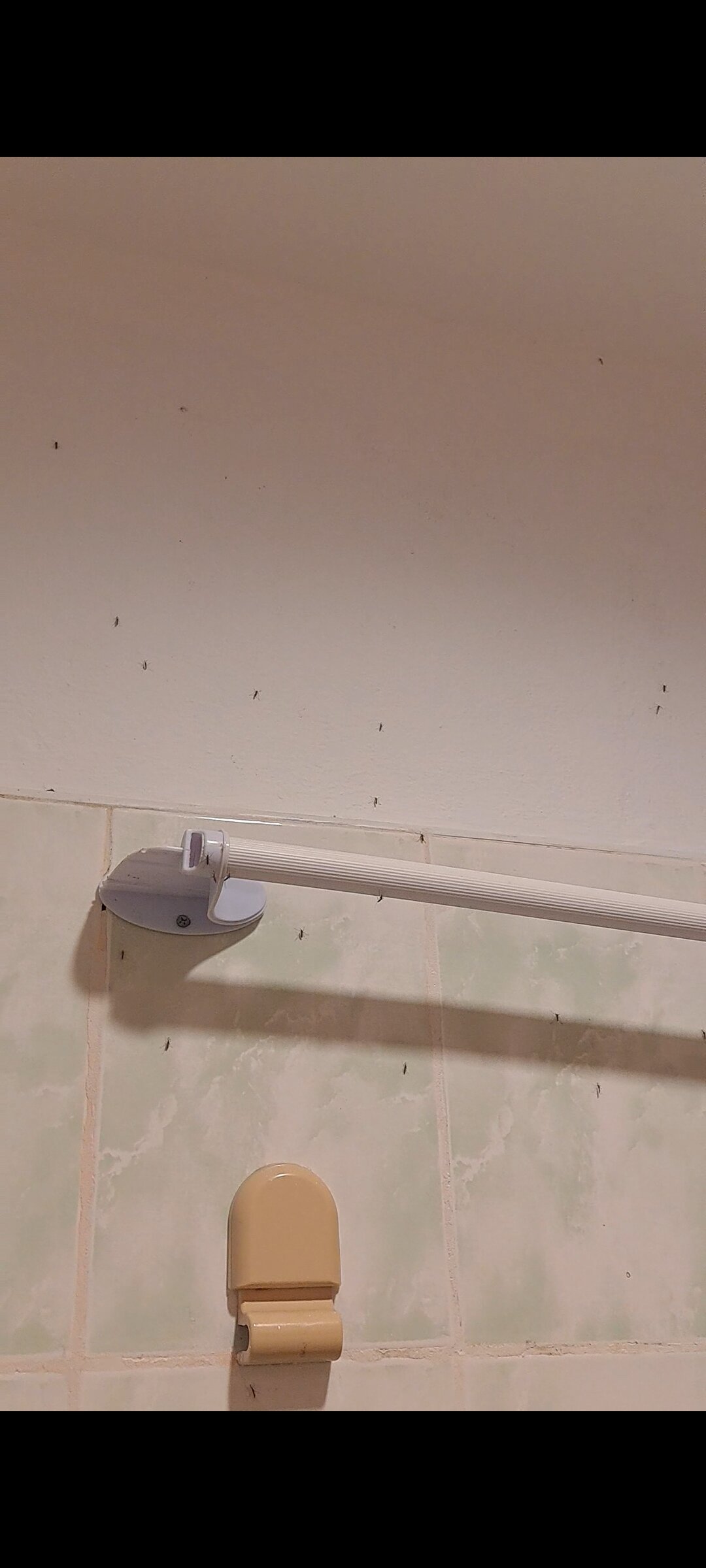 Panglao Grande Resort-官方