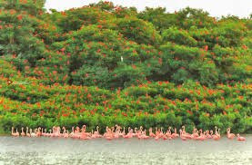 Nanan's Caroni Bird Sanctuary Tours-Caroni必去景点
