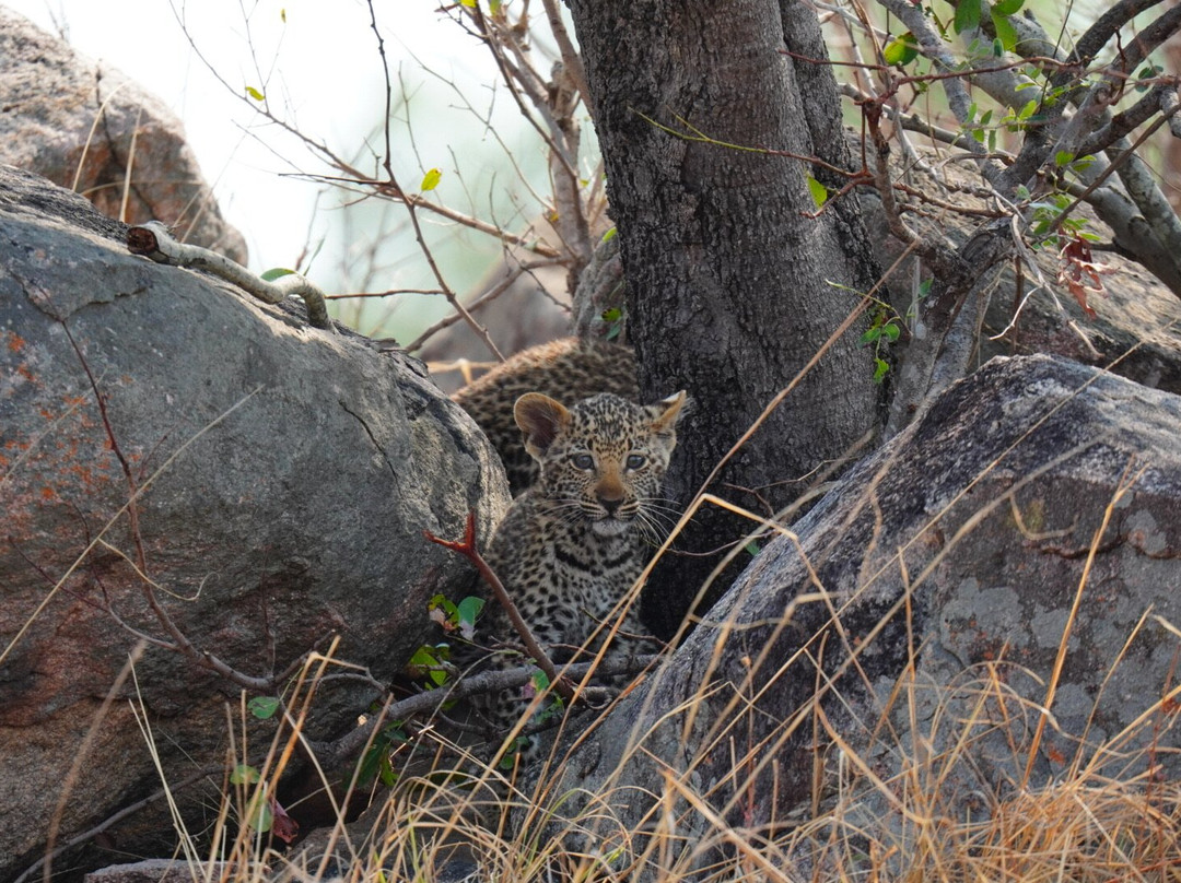 B1 Photo Safaris-雾观必去景点