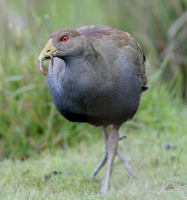 Inala Nature Tours-布鲁尼岛必去景点