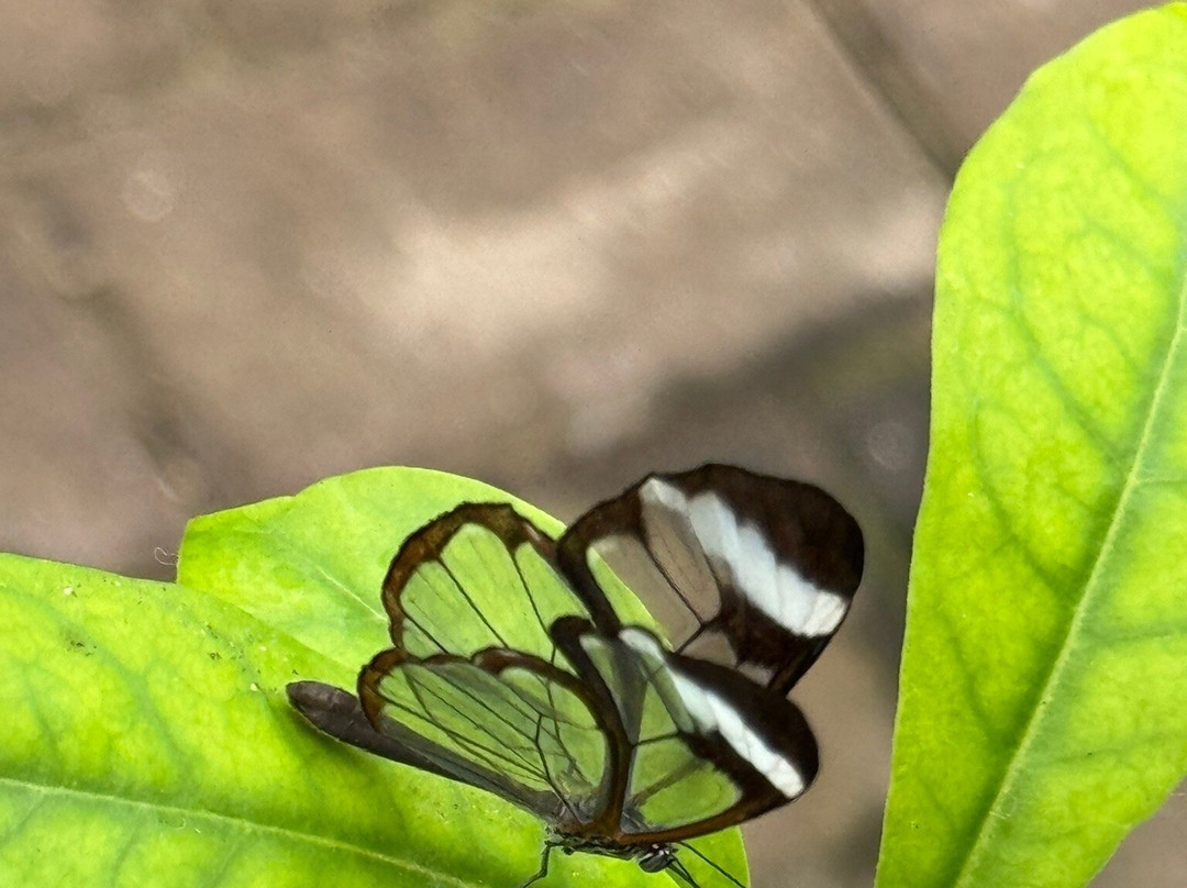 The Butterfly Place-韦斯特福德必去景点