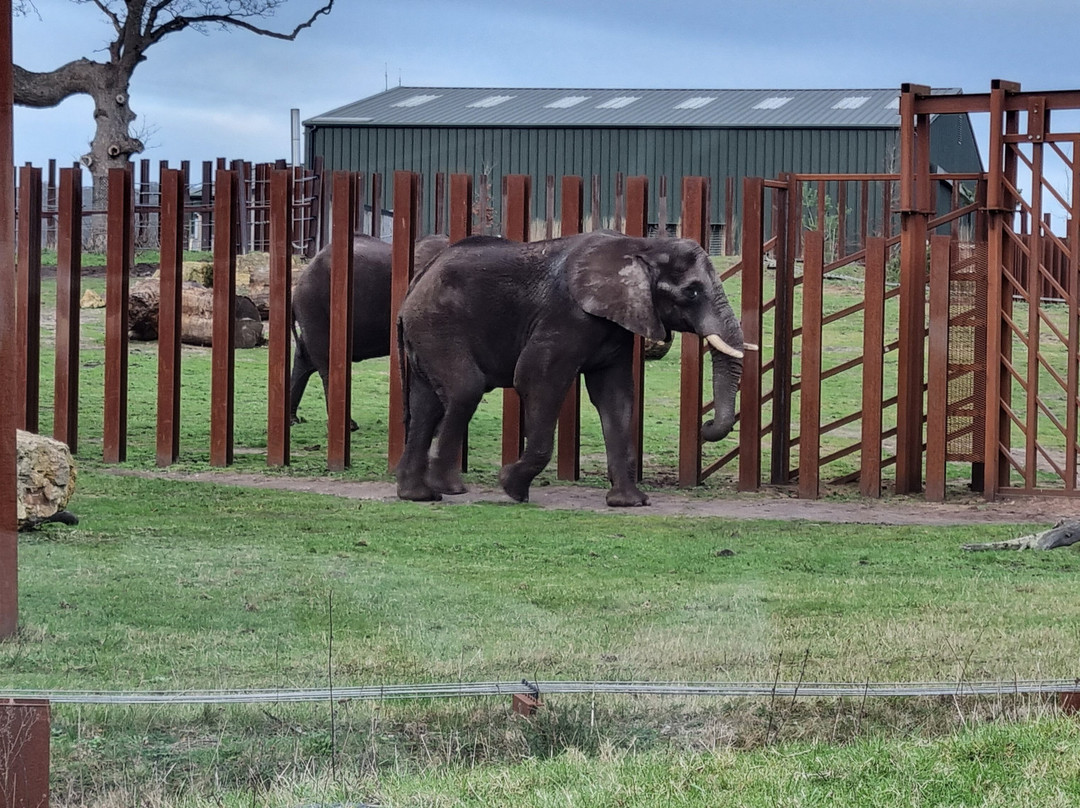 West Midlands Safari Park景点图片