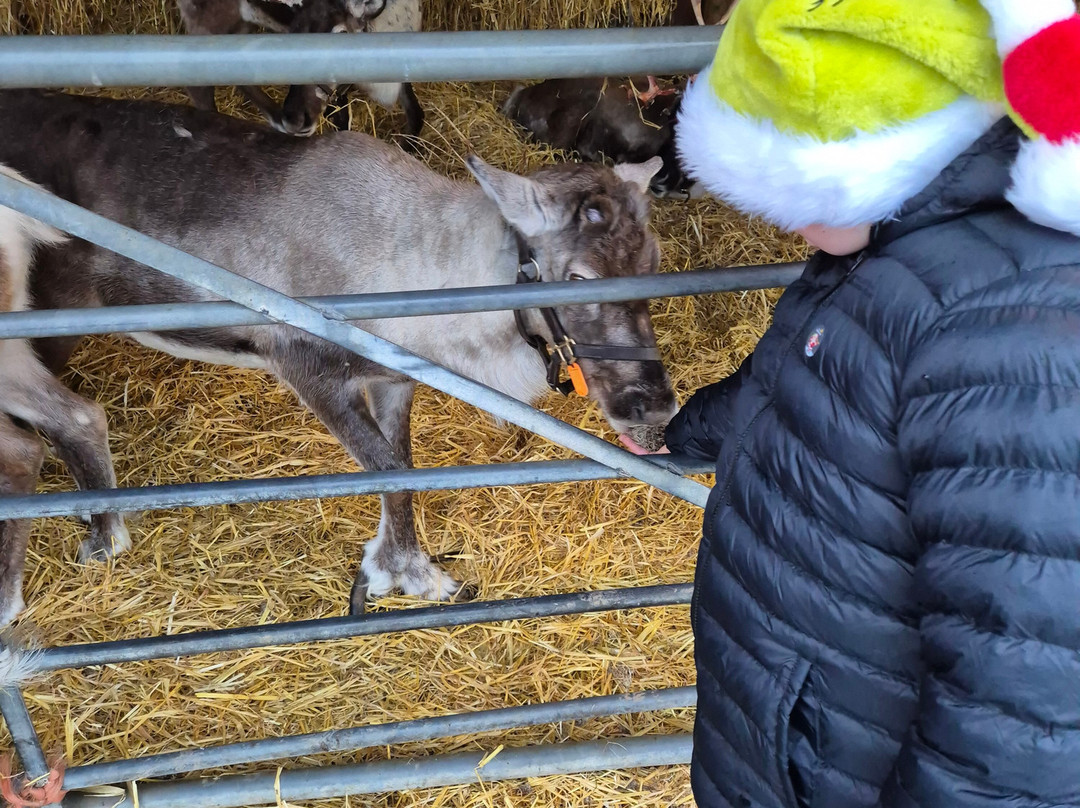 The Cotswold Reindeer Herd-赛伦塞斯特必去景点