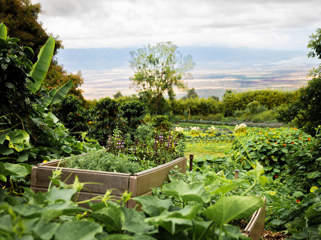O'o Farm