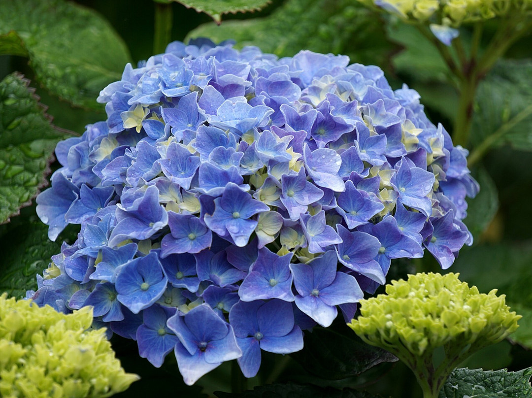 Azores Guided Tours-蓬塔德尔加达必去景点