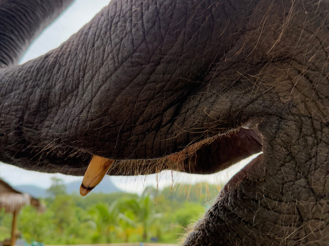 Krabi Elephant​ Heaven​-奥南必去景点
