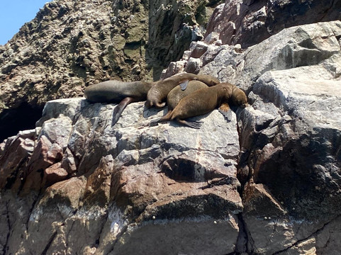 Paracas Sights & Tours-帕拉卡斯必去景点